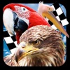 Bird Race 3D