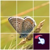 Slide Picture : Jigsaw Puzzle