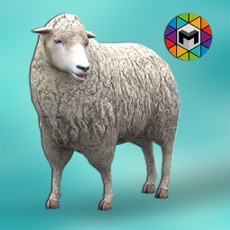 Activities of My Sheep Simulator