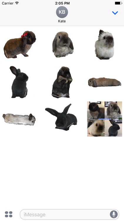 Bunny Piper Fun Pack