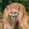 Hear Puma growl, roar, purr and moan in different kinds of ways with Puma Sounds, the best puma sound effects app