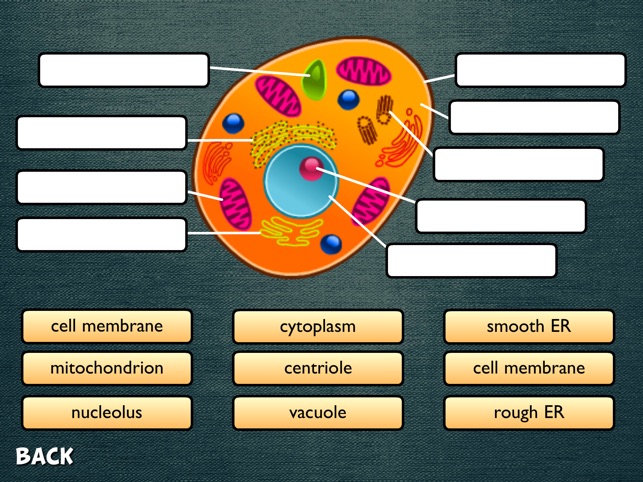 Science Diagrams(圖3)-速報App