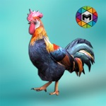 Rooster Simulator