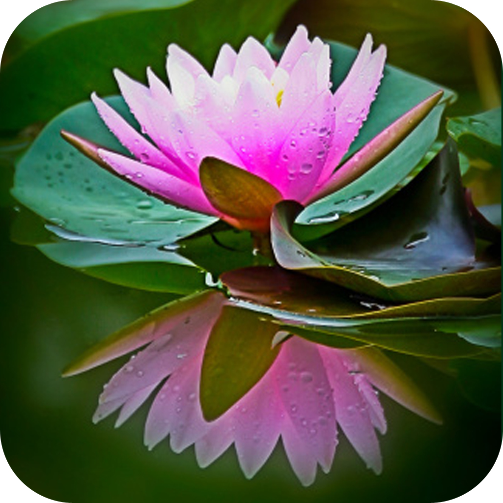 Quick Stress Relief App Icon