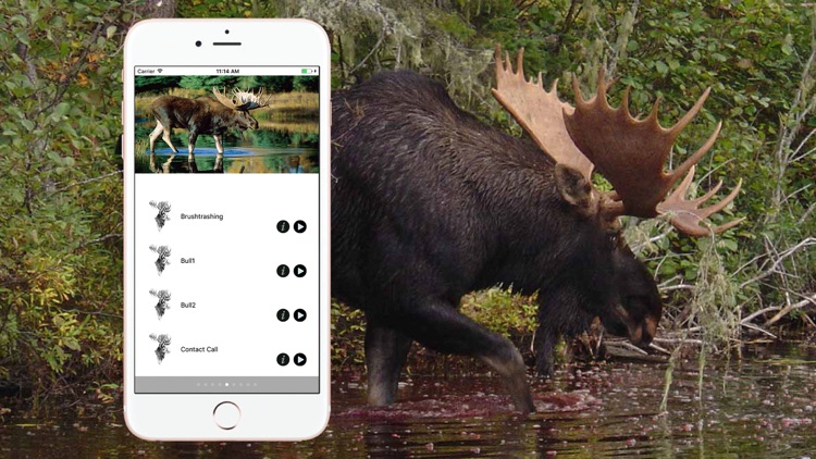 Hunting Calls Full