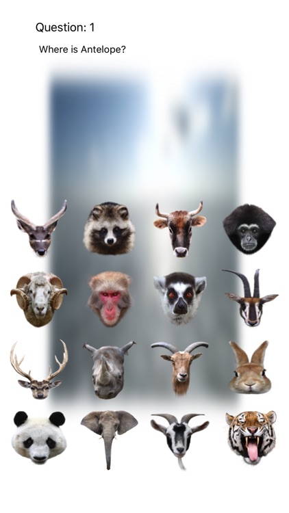 Animal Faces Touch Quiz :: Hit a face of an animal