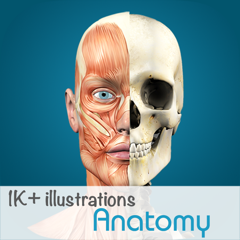 Anatomy - 1K+ Illustrations