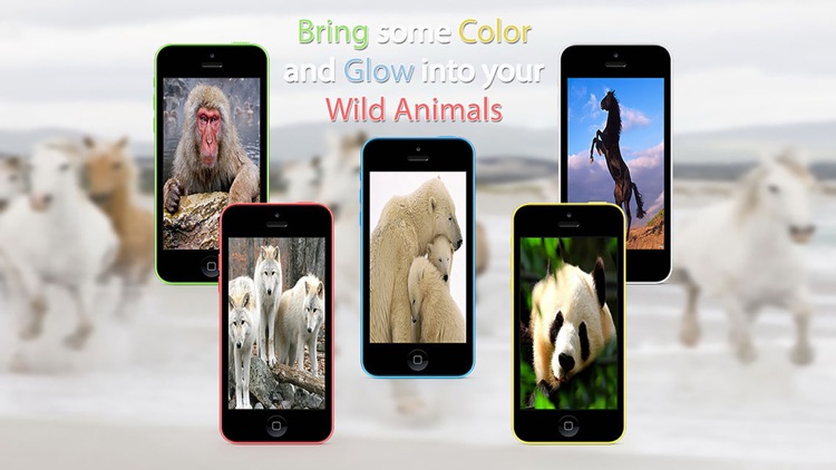 Wild Animals HD Wallpapers screenshot-3