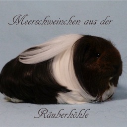 Meerschweinchen Räuberhöhle
