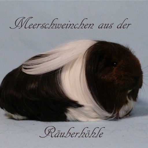 Meerschweinchen Räuberhöhle