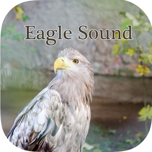 Eagle sounds – Bald Sound Icon