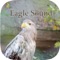 Eagle sounds – Bald Sound