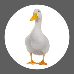 Duck Soundboard