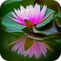 Quick Stress Relief PC 용