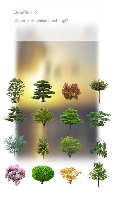 Trees Quiz Touch :: Trees * Woods * Forestのおすすめ画像1