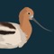 Developed in partnership with Wasatch Audubon Society and Great Salt Lake Audubon, “Birding Utah” brings you over 150 excellent areas for birdwatching throughout this beautiful state, all vetted by local experts