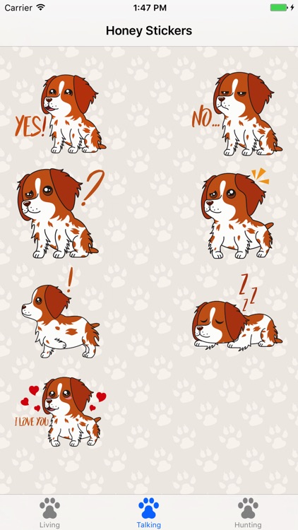 Honey the Brittany Spaniel