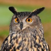 Owl Hoot Sounds