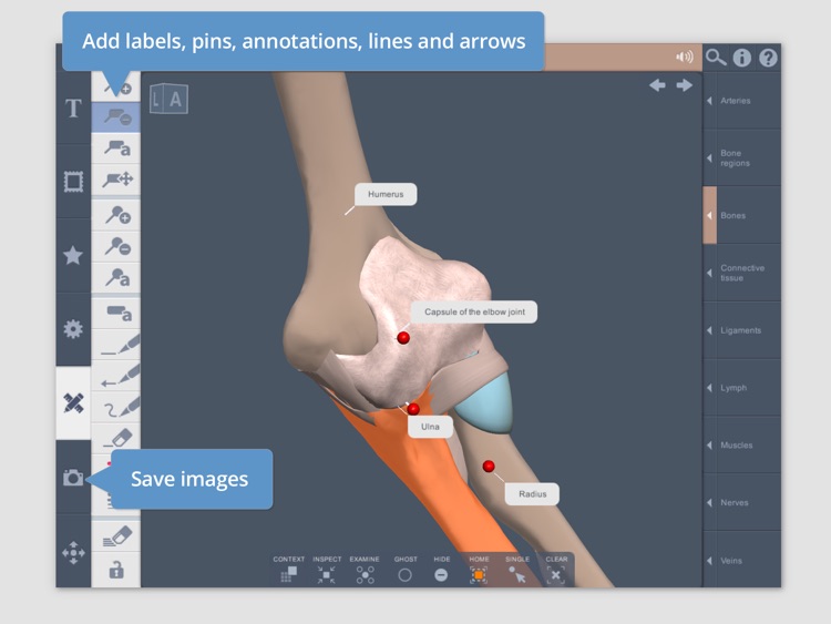 Shoulder: 3D Real-time Human Anatomy screenshot-4