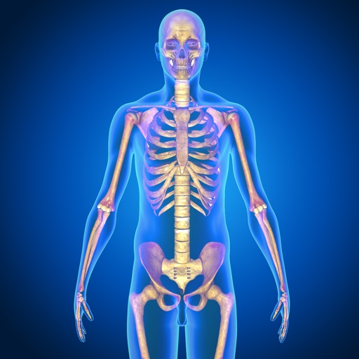 Human Skeletal System Quiz