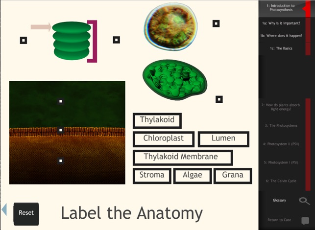 IC Photosynthesis(圖4)-速報App