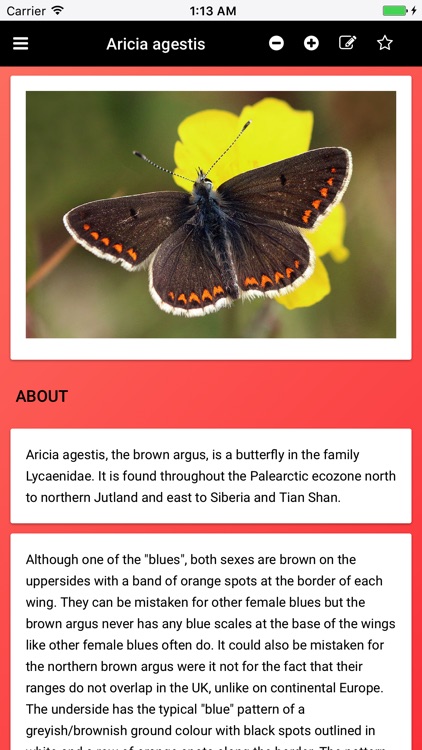 Butterfly Species of Great Britain