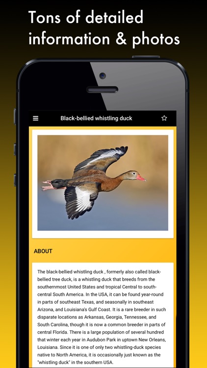 Duck Species: Types of Duck