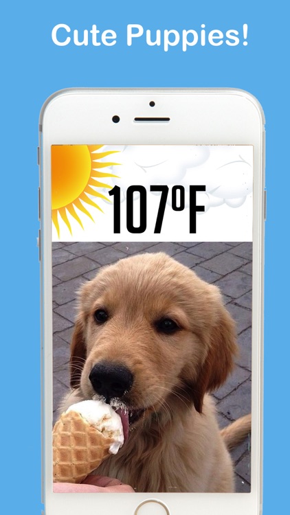 Puppy Weather Live