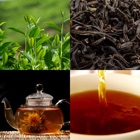 Top 20 Book Apps Like Tea Guide (Чайный Гид) - Best Alternatives