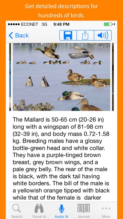 Twigle Birds Field Guide