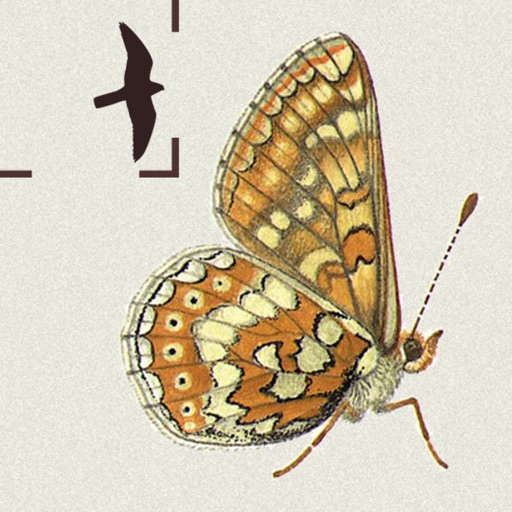 British & Irish Butterflies Icon