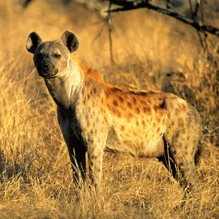 Hyena Sounds Cheats