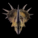 Styracosaurus