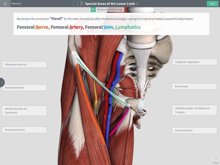 Undergrad Anatomy by Systems