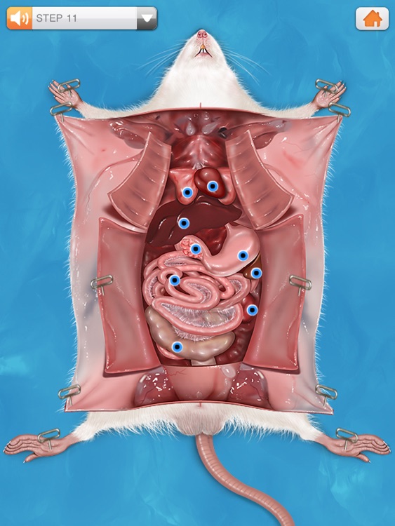 Rat Dissection screenshot-4