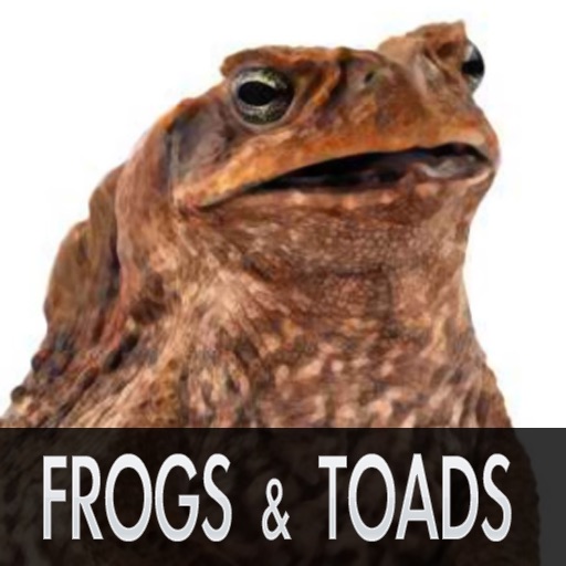 Cute Frog Pictures Icon