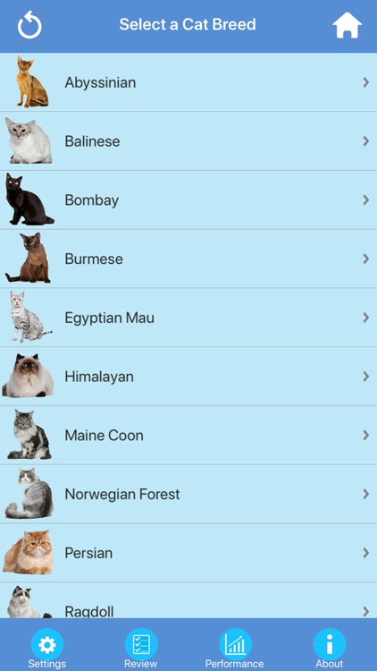 Cat Breeds Quiz screenshot-3