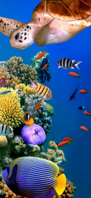 Sea Animals Emojis