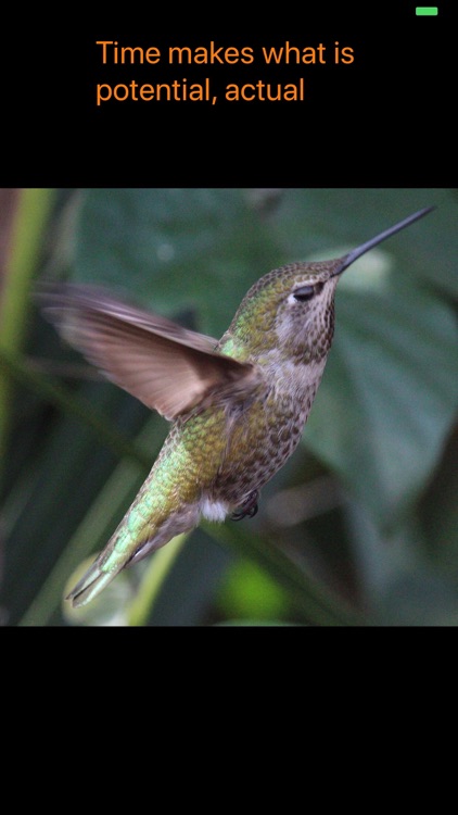 Hummingbird Moments screenshot-3