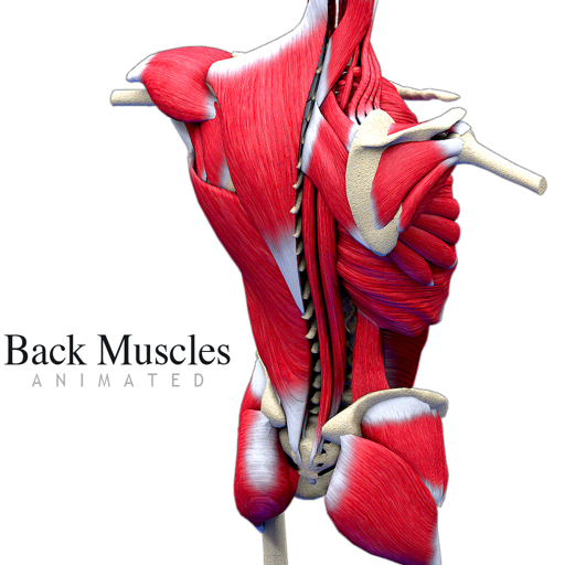 Back Muscles Animated