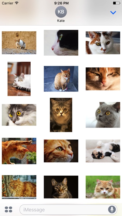 A ton of cats