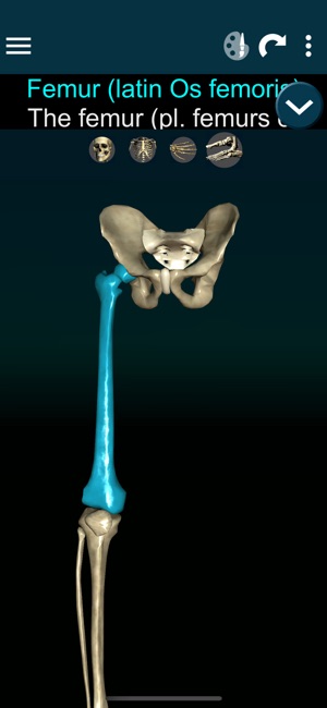 Bones 3D (Anatomy)(圖4)-速報App