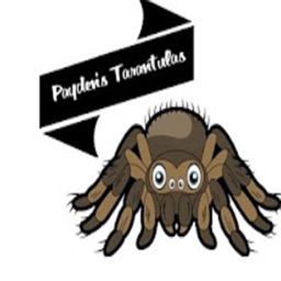 Payden Tarantulas