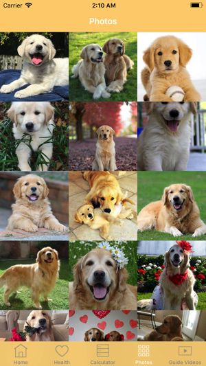 Golden Retriever Guide(圖2)-速報App