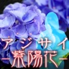 アジサイ−紫陽花−【無料サウンドノベル】