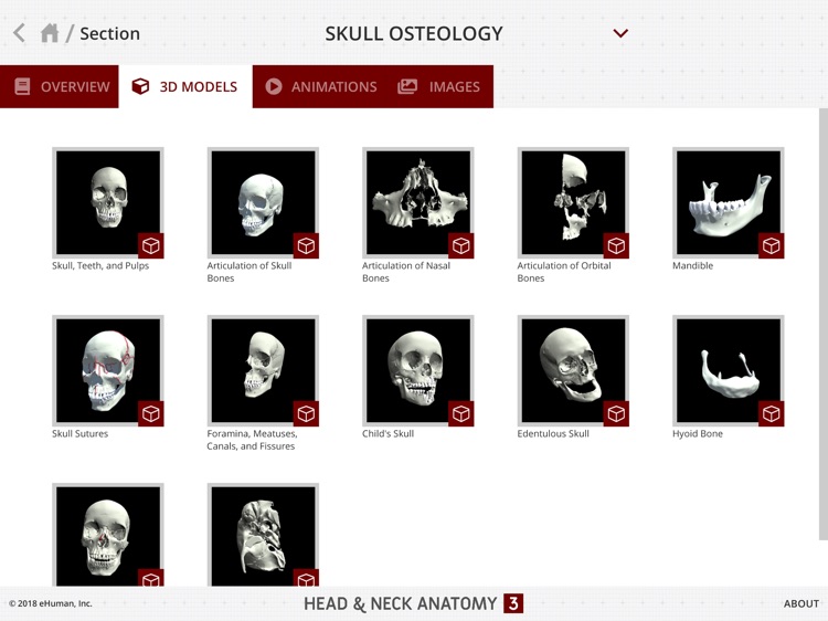 Head and Neck Anatomy 3