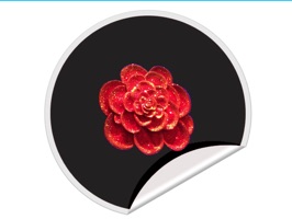 365 Days of Love Rose Stickers