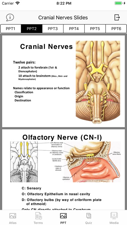 Cranial Nerves Plus