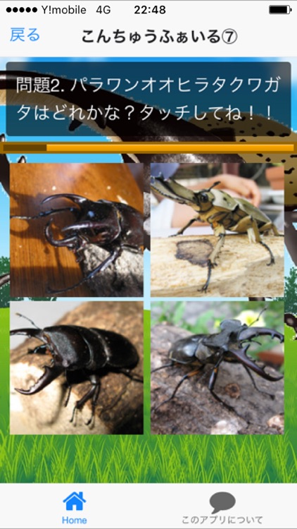 カブトムシ クワガタムシクイズ 昆虫図鑑 By Akio Shimura