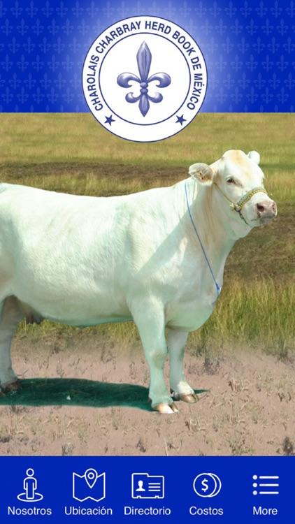 CHAROLAIS